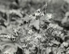 Columbine (aguilegia), between 1910 and 1935. Creator: Frances Benjamin Johnston