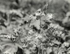 Columbine (aguilegia), between 1910 and 1935. Creator: Frances Benjamin Johnston