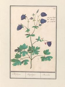 Columbine (Aquilegia), 1596-1610. Creators: Anselmus de Boodt, Elias Verhulst
