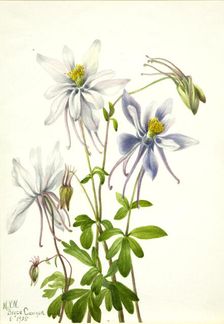 Columbine (Aquilegia ecalcarata), 1935. Creator: Mary Vaux Walcott