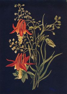 Columbine c1915, (1915). Artist: Emma Graham Clock