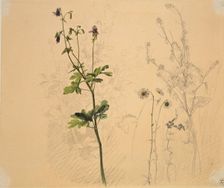 Columbine, daisy, garlic loosestrife, and lobelia, 1816. Creator: Carl Philipp Fohr
