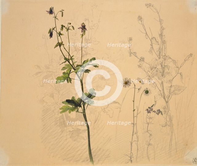 Columbine, daisy, garlic loosestrife, and lobelia, 1816. Creator: Carl Philipp Fohr.
