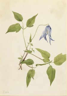 Columbia Clematis (Clematis columbiana), ca. 1900-1925. Creator: Mary Vaux Walcott