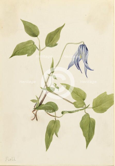 Columbia Clematis (Clematis columbiana), ca. 1900-1925. Creator: Mary Vaux Walcott.