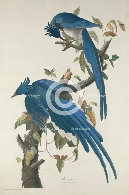 Columbia Jay, 1830. Creator: Robert Havell.