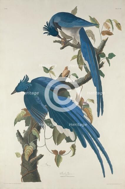 Columbia Jay, 1830. Creator: Robert Havell.