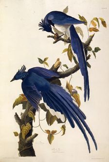 Columbia Jay (Garrulus ultramarinus). From "The Birds of America", 1827-1838. Creator: Audubon, John James (1785-1851)