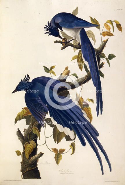 Columbia Jay (Garrulus ultramarinus). From "The Birds of America", 1827-1838. Creator: Audubon, John James (1785-1851).