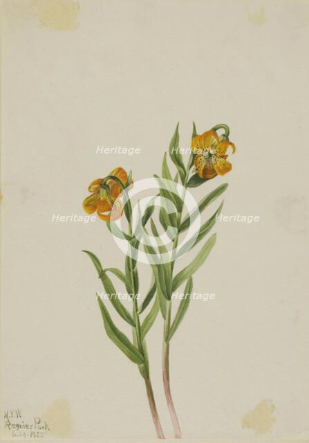 Columbia Lily (Lilium columbianum), 1925. Creator: Mary Vaux Walcott.
