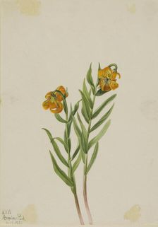 Columbia Lily (Lilium columbianum), 1925. Creator: Mary Vaux Walcott