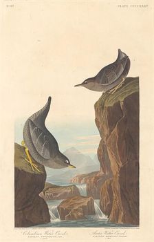 Columbian Water Ouzel and Arctic Water Ouzel, 1838. Creator: Robert Havell