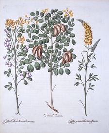 Colutea Tree and Cytisus Varieties, from Hortus Eystettensis by Basil Besler (1561-1629), pub. 16