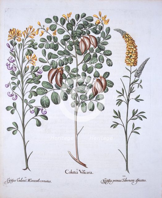 Colutea Tree and Cytisus Varieties, from 'Hortus Eystettensis', by Basil Besler (1561-1629), pub. 16