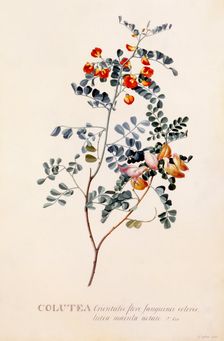 Colutea, c. 1745 (hand coloured engraving).. Creator: "Georg Dionysius Ehret (1710 - 70); Ehret, Georg Dionysius (1710-1770)"