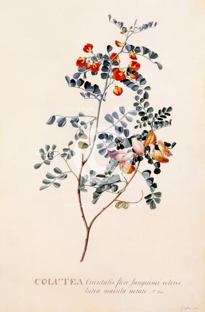 Colutea, c. 1745 (hand coloured engraving).. Creator: "Georg Dionysius Ehret (1710 - 70); Ehret, Georg Dionysius (1710-1770)".
