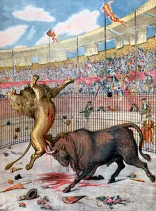 Combat between a lion and a bull, Spain, 1894