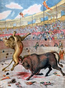 Combat between a lion and a bull, Spain, 1894