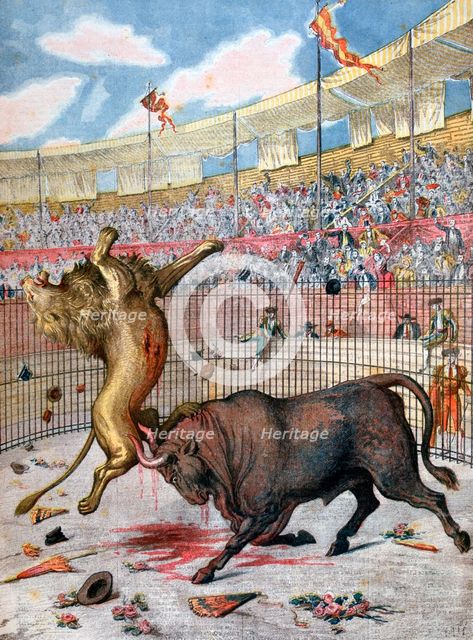 Combat between a lion and a bull, Spain, 1894. Artist: Unknown