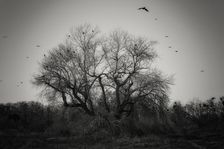 Come Join the Murder. Creator: Joshua Johnston