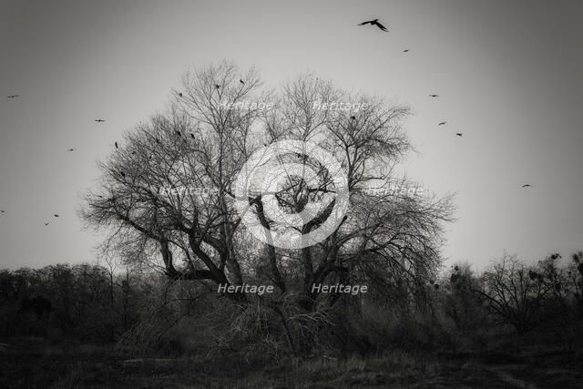 Come Join the Murder. Creator: Joshua Johnston.