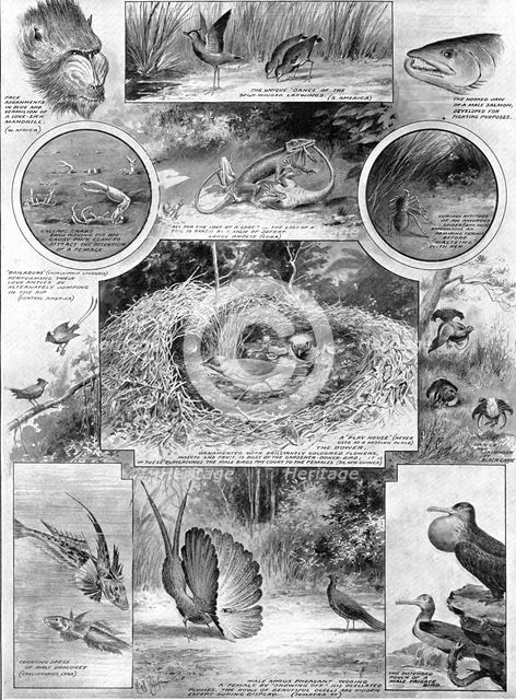 Comedies of courtship: illustrating an aspect of Darwin's work, 1909. Creator: Robinson.