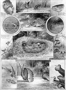 Comedies of courtship: illustrating an aspect of Darwin's work, 1909. Creator: Robinson
