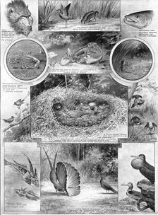 Comedies of courtship: illustrating an aspect of Darwin's work, 1909. Creator: Robinson