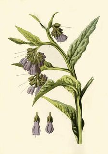Comfrey 1877. Creator: Frederick Edward Hulme