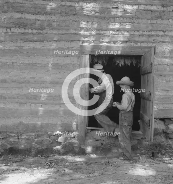 Coming out of tobacco barn in which tobacco is being cured, Granville County, North Carolina, 1939. Creator: Dorothea Lange.