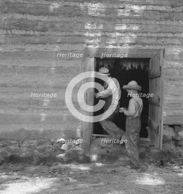 Coming out of tobacco barn in which tobacco is being cured, Granville County, North Carolina, 1939. Creator: Dorothea Lange.