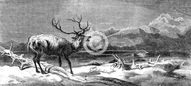 "Coming Events Cast Their Shadows Before Them", painted by E. Landseer, R.A., 1844. Creator: Unknown.