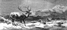 "Coming Events Cast Their Shadows Before Them", painted by E. Landseer, R.A., 1844. Creator: Unknown