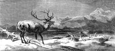 "Coming Events Cast Their Shadows Before Them", painted by E. Landseer, R.A., 1844. Creator: Unknown
