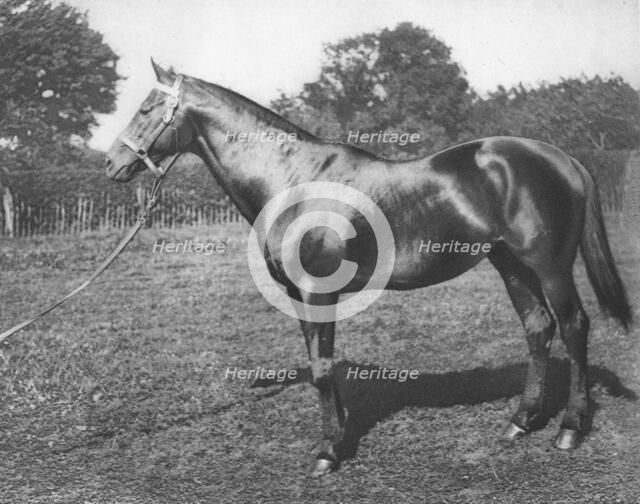 'Common', 19th century, (1911). Artist: Unknown.