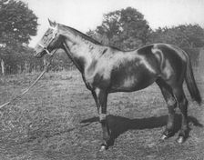 Common 19th century, (1911)