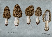 Common morel (Morchella esculenta): five fruiting bodies, one sectioned, 1896. Creator: Unknown