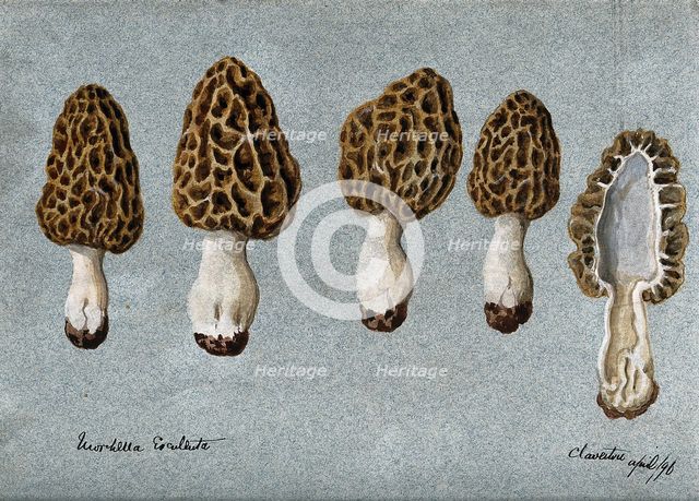 Common morel (Morchella esculenta): five fruiting bodies, one sectioned, 1896. Creator: Unknown.