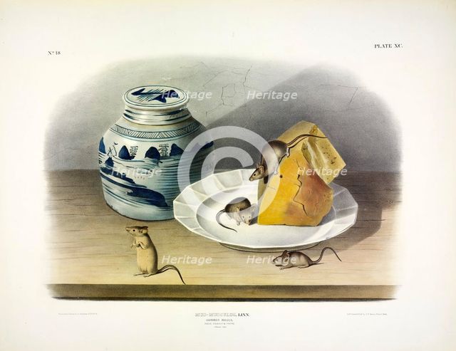 Common Mouse - Male, Female and Young, 1845. 
