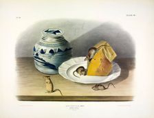 Common Mouse - Male, Female and Young, 1845