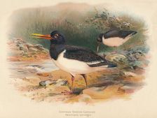 Common Oyster-Catcher (Haematopus ostralegus) 1900, (1900). Artist: Charles Whymper