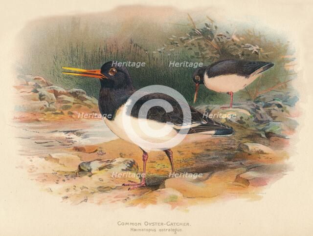 'Common Oyster-Catcher (Haematopus ostralegus)', 1900, (1900). Artist: Charles Whymper.