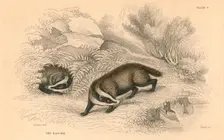Common or Eurasian badger (Meles meles), 1828. Creator: Unknown