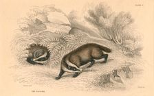 Common or Eurasian badger (Meles meles), 1828. Creator: Unknown