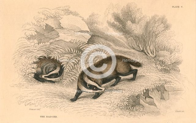 Common or Eurasian badger (Meles meles), 1828. Creator: Unknown.