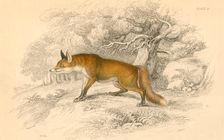 Common or red fox (Vulpes vulpes), 1828. Creator: Unknown