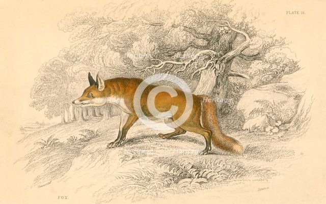 Common or red fox (Vulpes vulpes), 1828. Creator: Unknown.