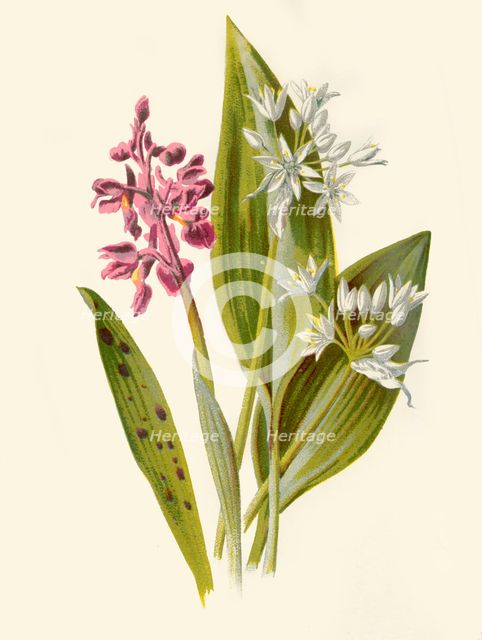 'Common Orchis and Broad-Leafed Garlic', 1877. Creator: Frederick Edward Hulme.