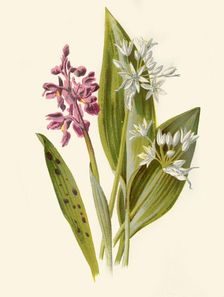 Common Orchis and Broad-Leafed Garlic 1877. Creator: Frederick Edward Hulme