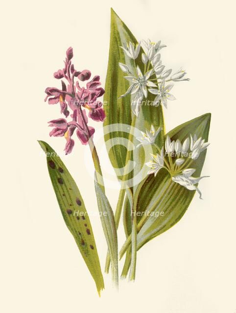 'Common Orchis and Broad-Leafed Garlic', 1877. Creator: Frederick Edward Hulme.